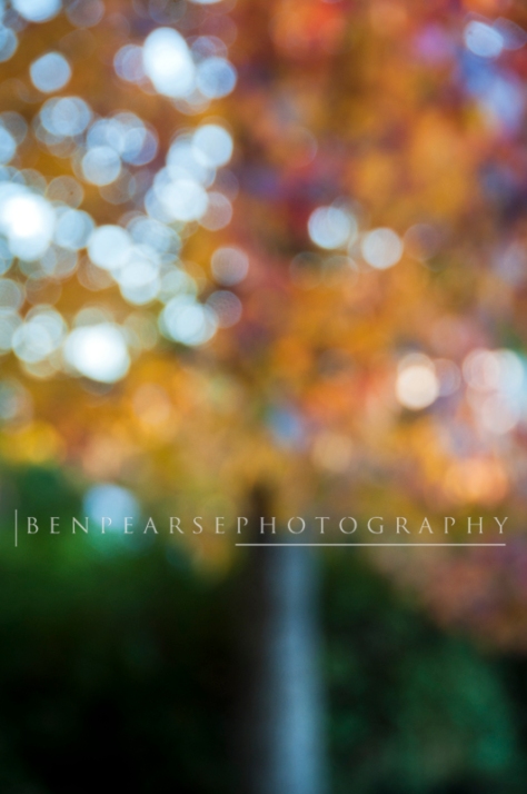 blurred autumn